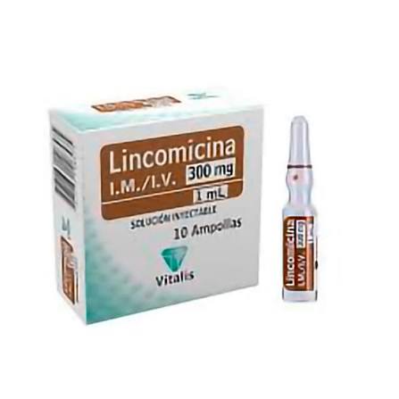 LINCOMICINA 300MG/1 ML. X 10 AMP - VITAL